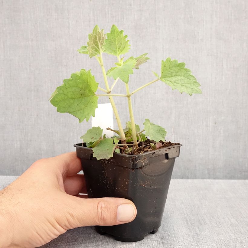 Esimerkki syksyllä toimitetusta Iiso Globetrotter 8/9 cm taimiruukku-taimesta