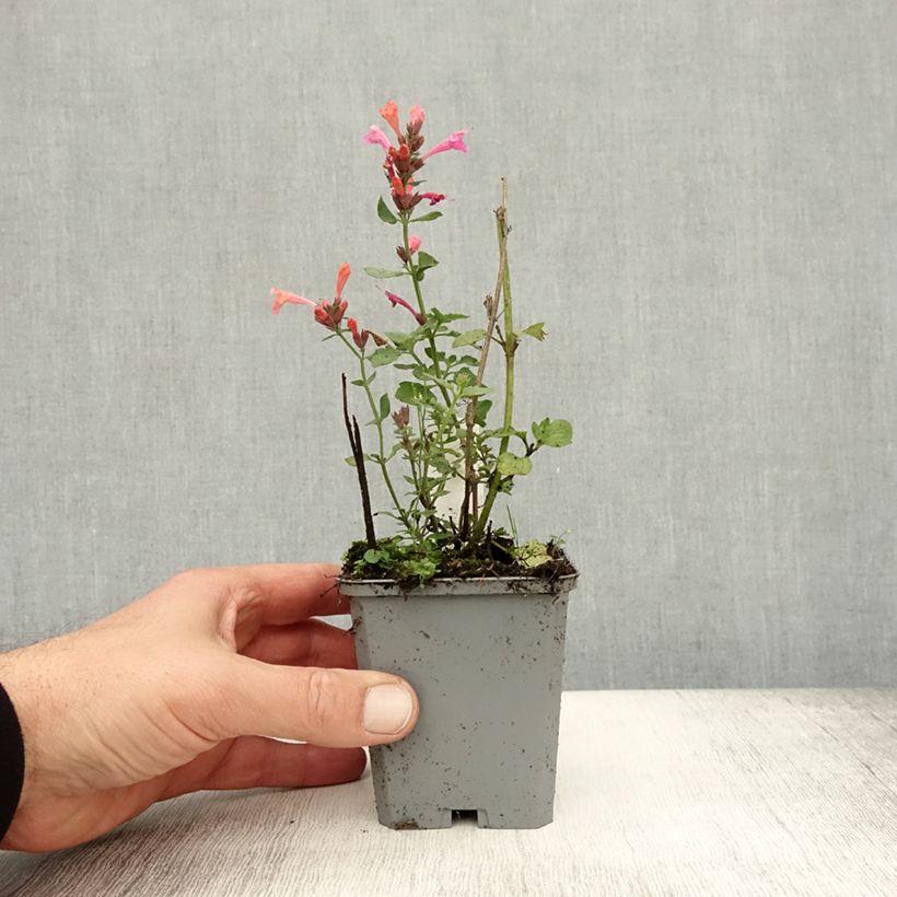 Esimerkki syksyllä toimitetusta Iiso Kudos Ambrosia 8/9 cm taimiruukku-taimesta