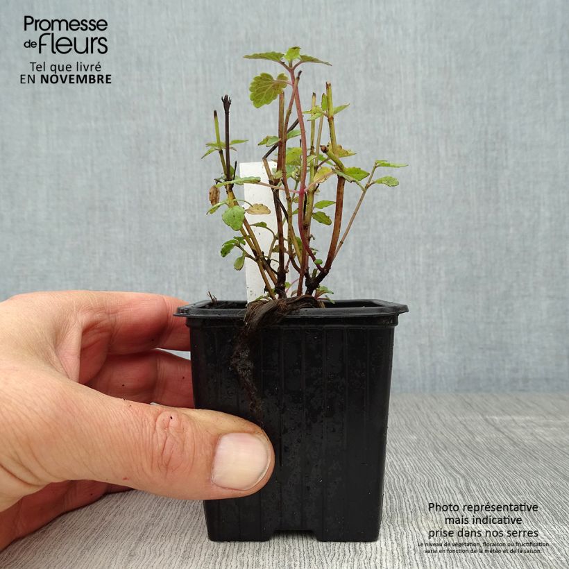 Esimerkki syksyllä toimitetusta Iiso Kudo's Coral 8/9 cm taimiruukku-taimesta