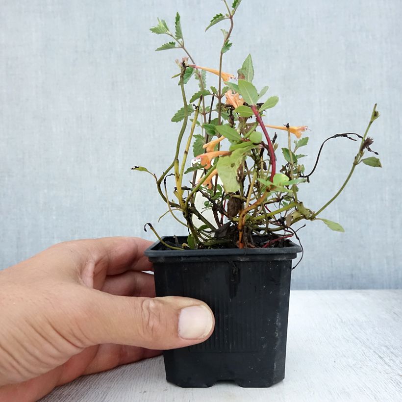 Esimerkki kesällä toimitetusta Iiso Kudos Mandarin Godet de 8/9 cm-taimesta