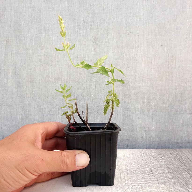 Esimerkki kesällä toimitetusta Iiso Kudos Yellow Godet de 8/9 cm-taimesta