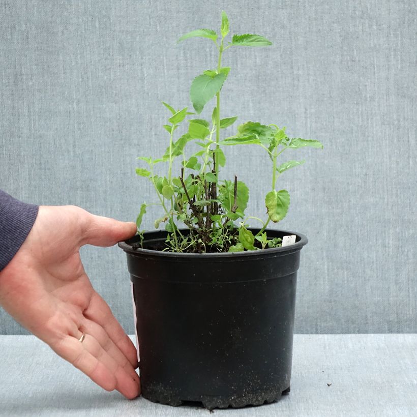 Esimerkki keväällä toimitetusta Agastache mexicana Red Fortune Pot de 2L/3L-taimesta