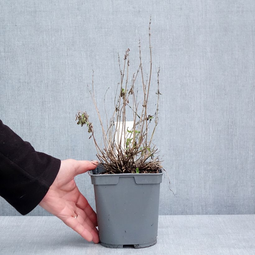 Esimerkki talvella toimitetusta Agastache Poquito Butter Yellow Pot de 2L/3L-taimesta