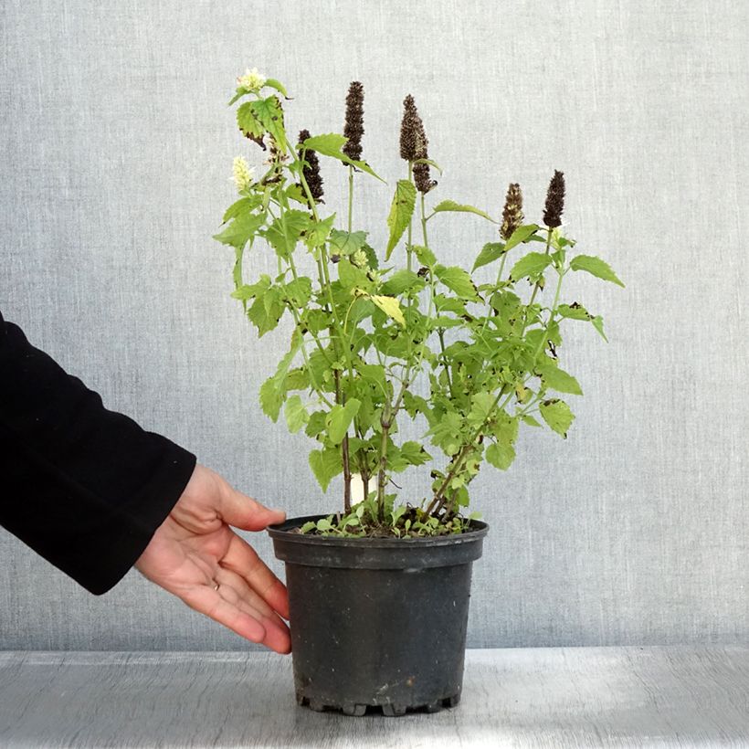 Esimerkki syksyllä toimitetusta Agastache rugosa Alabaster Pot de 2L/3L-taimesta