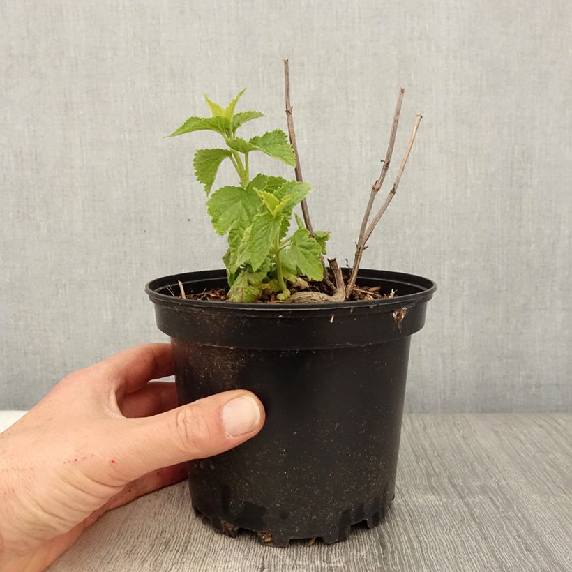 Example of Koreaniiso Alabaster Pot de 2L/3L as you get in printemps