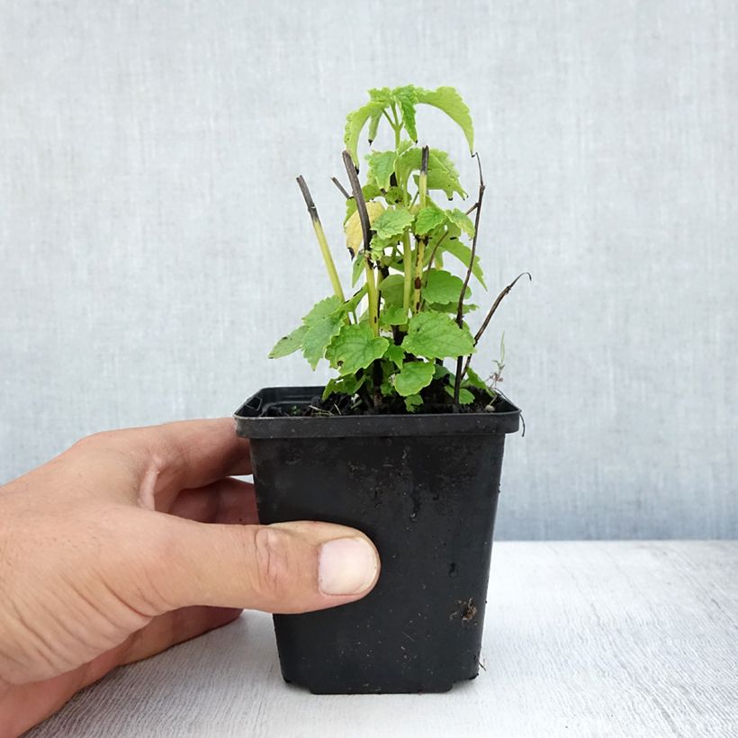 Esimerkki kesällä toimitetusta Koreaniiso Alabaster Taimiruukku 8/9 cm-taimesta