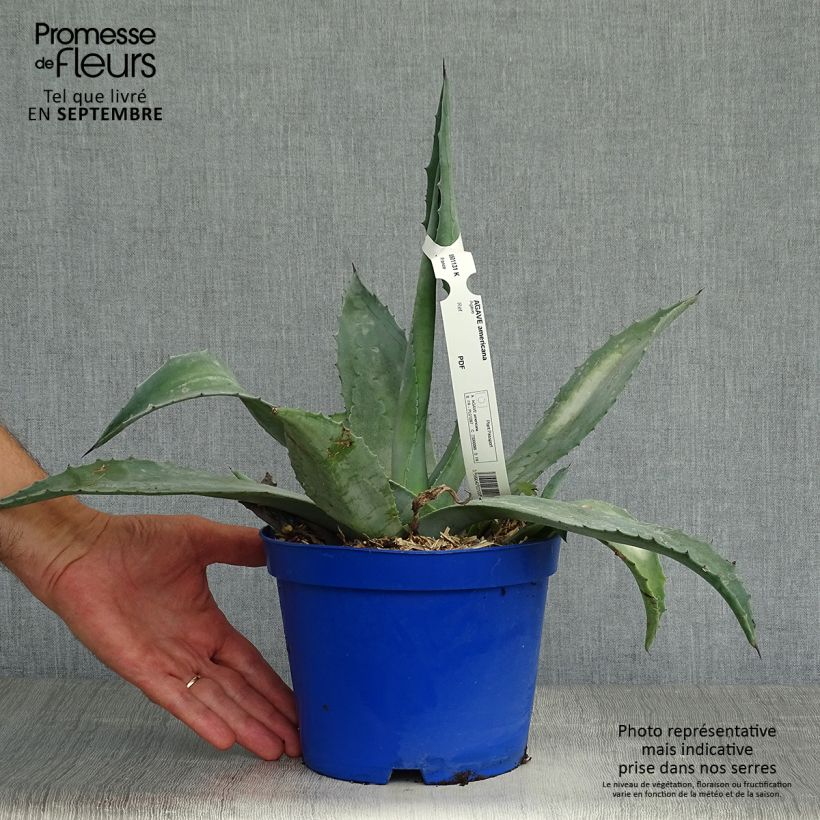 Esimerkki syksyllä toimitetusta Jättiagaave - Agave americana 3 litran/4 litran ruukku-taimesta