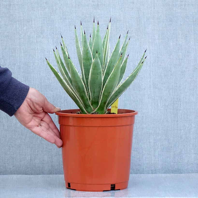 Esimerkki kesällä toimitetusta Raita-agaave Marginata Pot de 4L/5L-taimesta