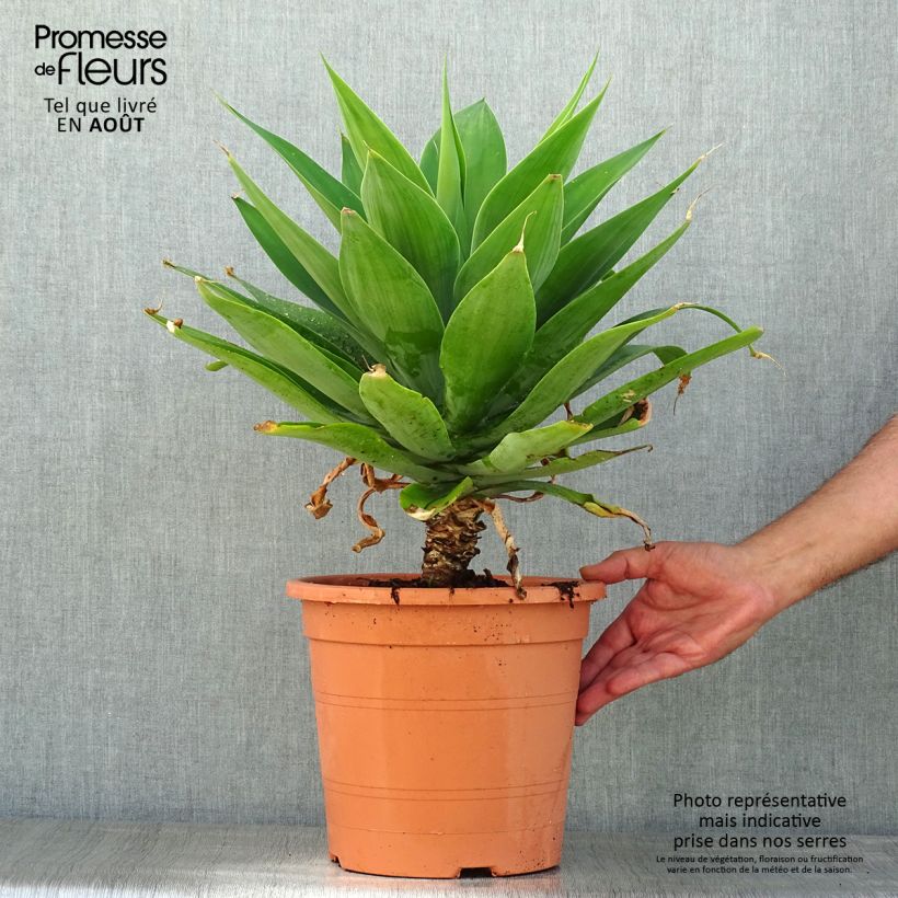 Esimerkki kesällä toimitetusta Tähkäagaave - Agave attenuata Pot de 7,5L/10L-taimesta