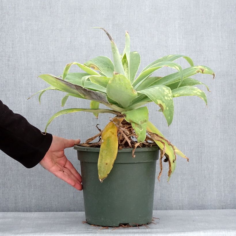 Esimerkki talvella toimitetusta Agave attenuata - Agave à cou de cygne Pot de 7,5L/10L-taimesta