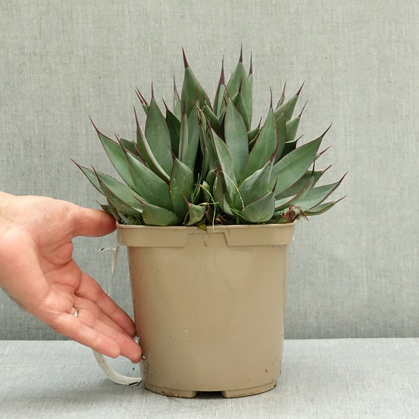 Esimerkki kesällä toimitetusta Agave attenuata Blue Ember Pot de 3L/4L-taimesta