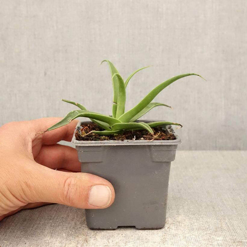 Esimerkki keväällä toimitetusta Agaave - Agave bracteosa Taimiruukku 8/9 cm-taimesta