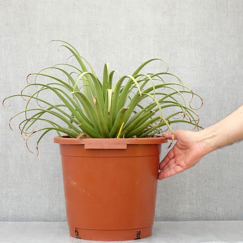Esimerkki kesällä toimitetusta Agaave - Agave bracteosa Ruukku 12L / 15L-taimesta