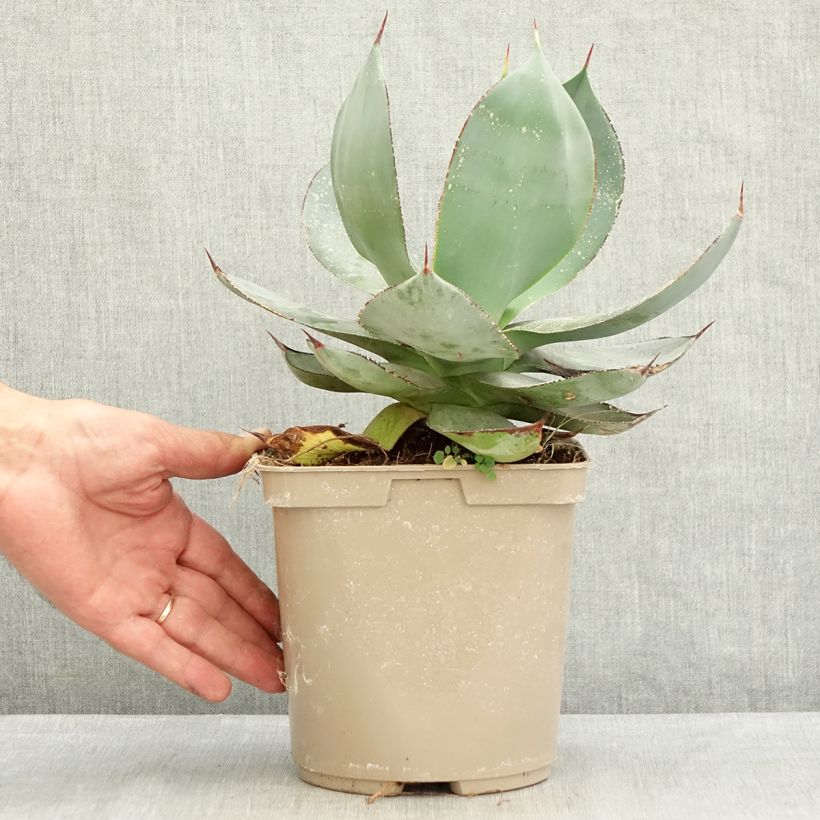 Esimerkki kesällä toimitetusta Agaave Nova Ruukku 3L / 4L-taimesta