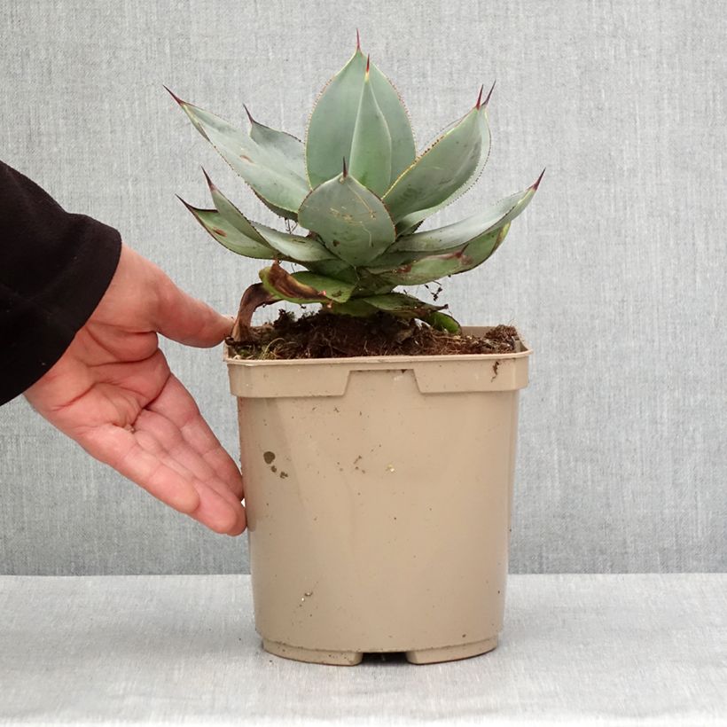 Esimerkki talvella toimitetusta Agave celsii Nova Pot de 3L/4L-taimesta
