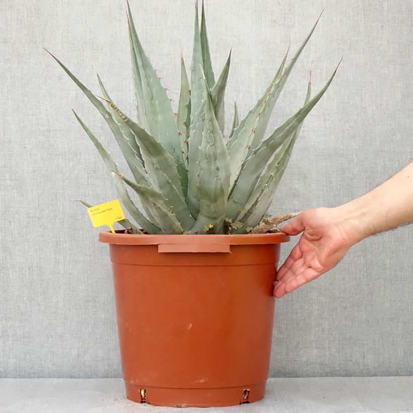 Esimerkki keväällä toimitetusta Agaave - Agave chrysantha Pot de 12L/15L-taimesta