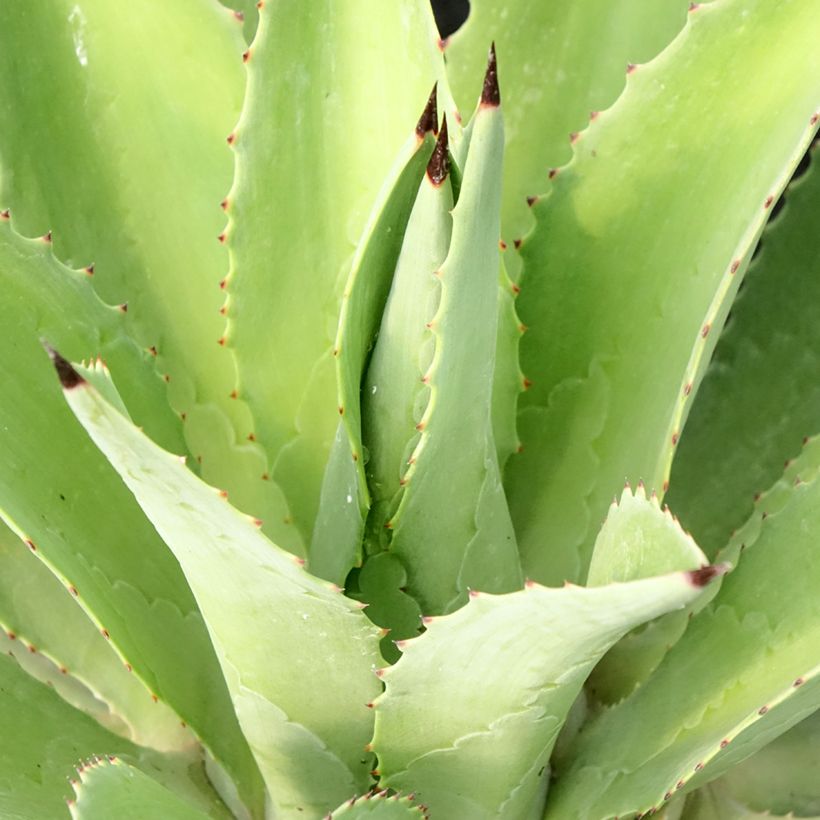 Agaave - Agave desmetiana (Lehvistö)