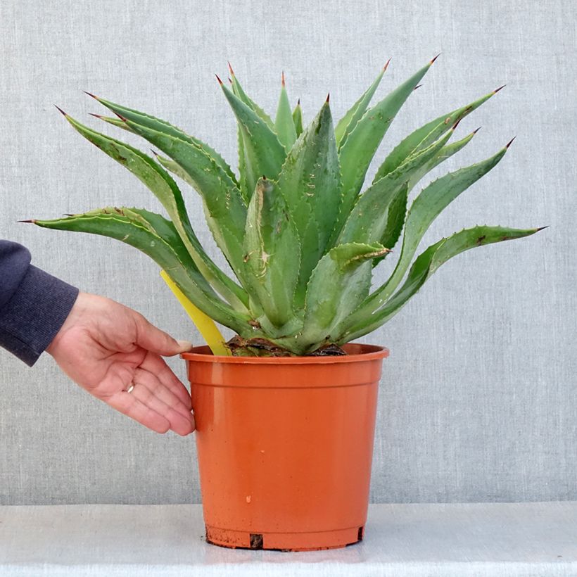 Esimerkki kesällä toimitetusta Agaave - Agave desmetiana Pot de 4L/5L-taimesta