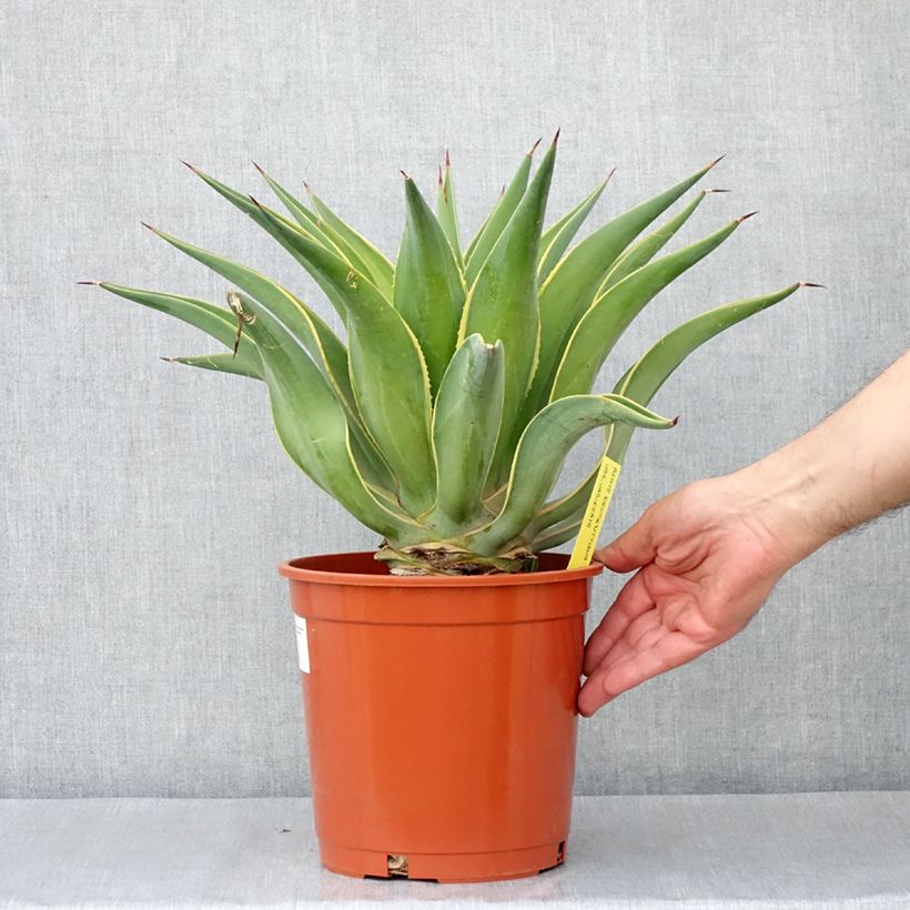 Esimerkki kesällä toimitetusta Agaave Variegata Pot de 6L/7L-taimesta
