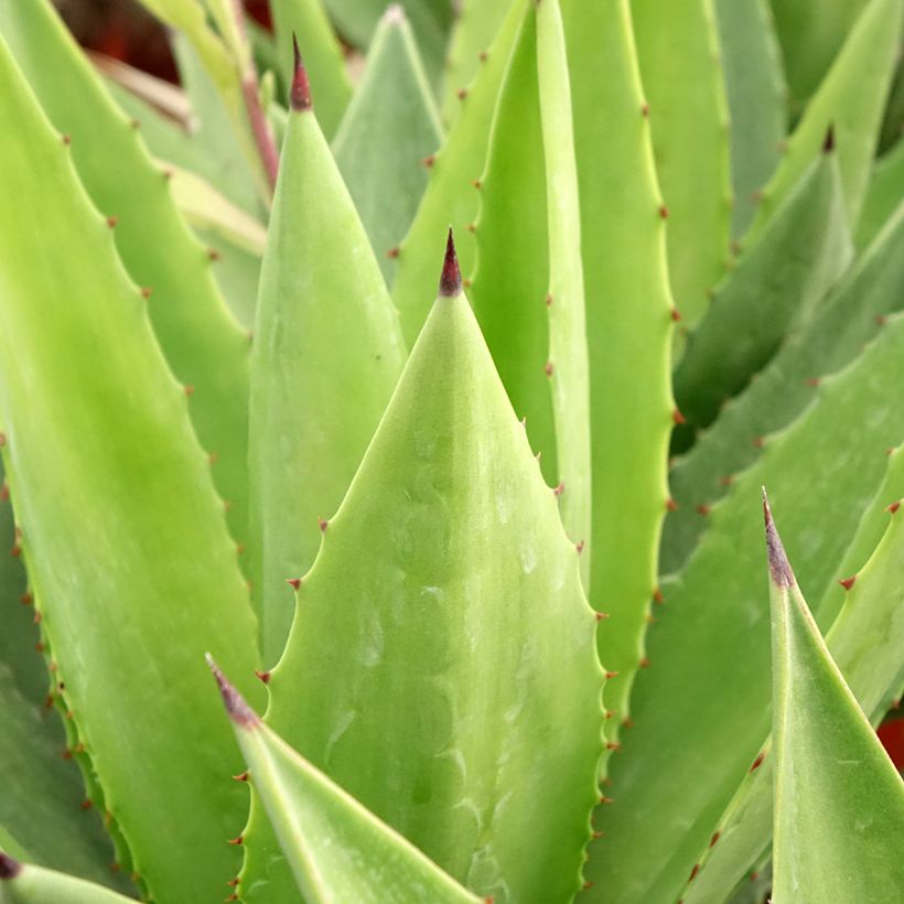 Kuituagaave - Agave fourcroydes (Lehvistö)