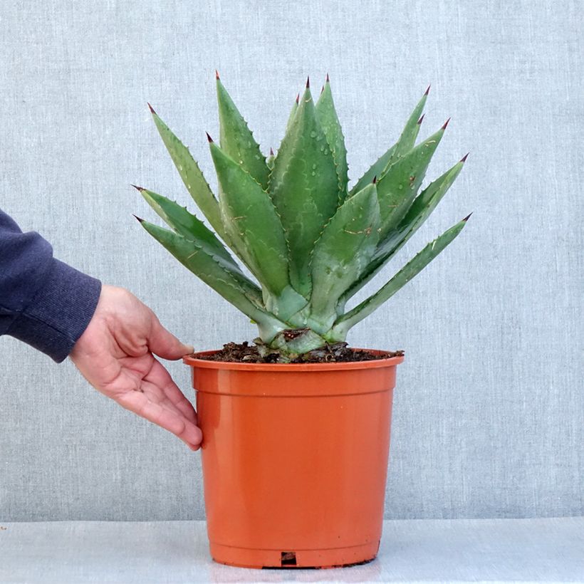Esimerkki kesällä toimitetusta Agave fourcroydes - Henequen Pot de 4L/5L, 25/30 diamètre-taimesta