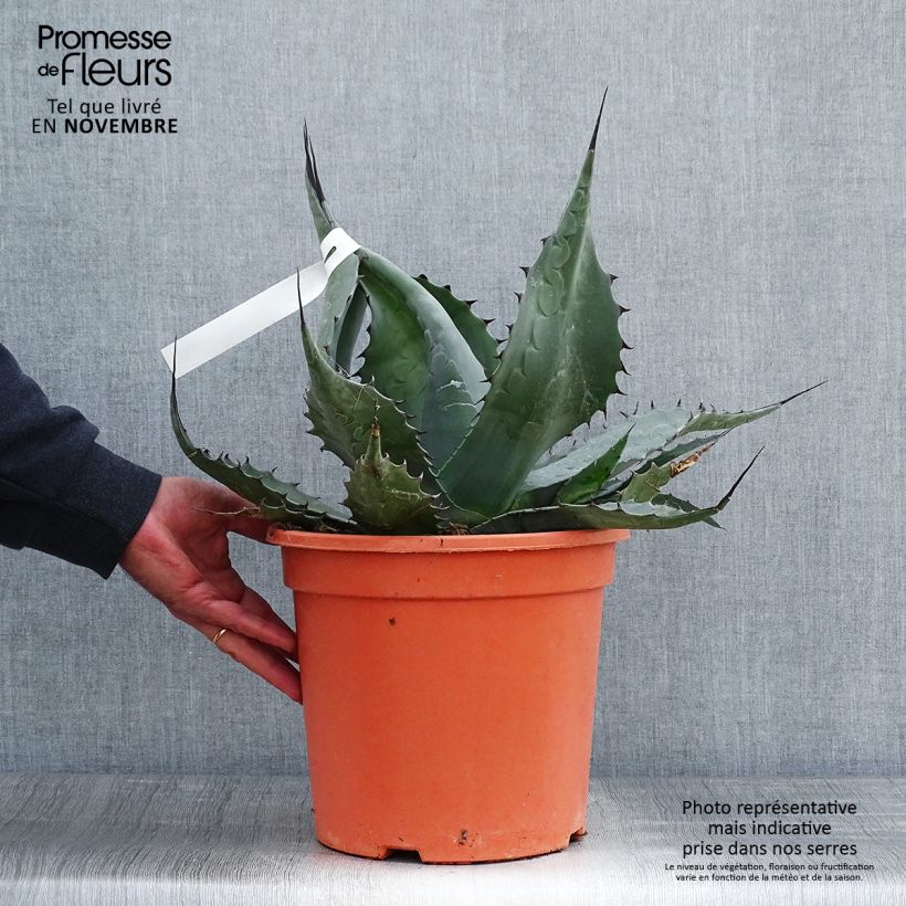 Esimerkki syksyllä toimitetusta Agaave - Agave havardiana 7,5 litran / 10 litran ruukku-taimesta
