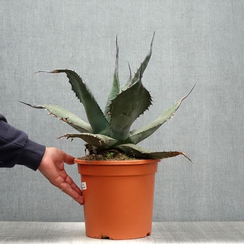 Esimerkki kesällä toimitetusta Agaave - Agave havardiana Pot de 7,5L/10L-taimesta