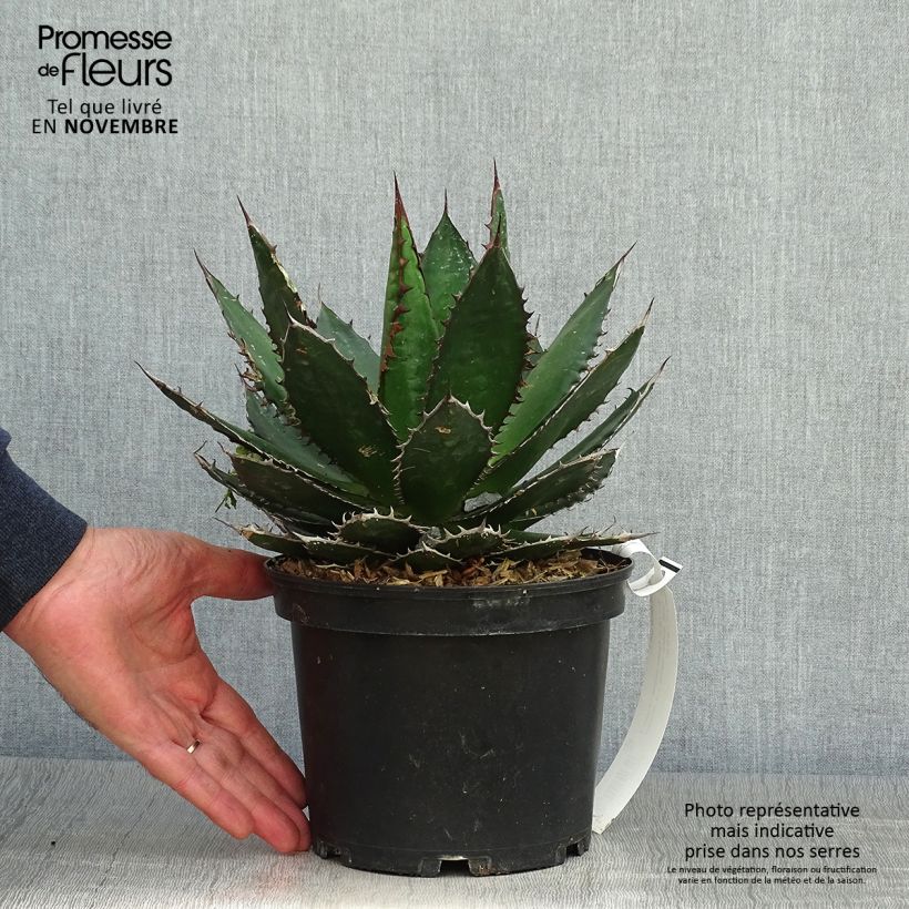 Esimerkki syksyllä toimitetusta Agave horrida Pot de 3L/4L-taimesta