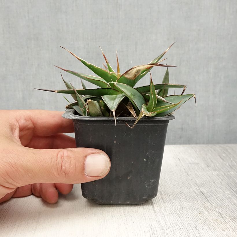 Esimerkki kesällä toimitetusta Agaave Impressive Godet de 8/9 cm-taimesta