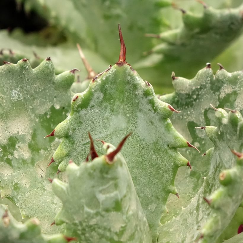 Agaave - Agave isthmensis (Lehvistö)
