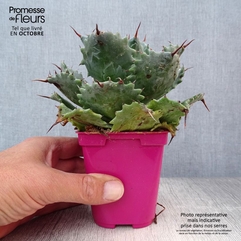 Esimerkki syksyllä toimitetusta Agave isthmensis Pot de 10 cm/11cm-taimesta