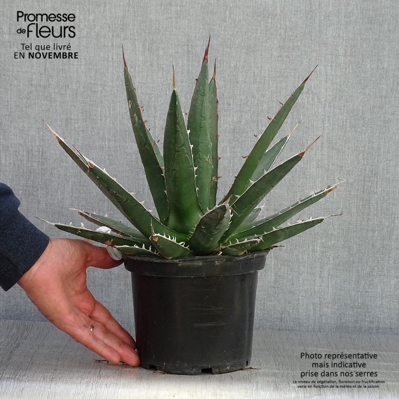 Esimerkki syksyllä toimitetusta Agave kerchovei Pot de 3L/4L-taimesta
