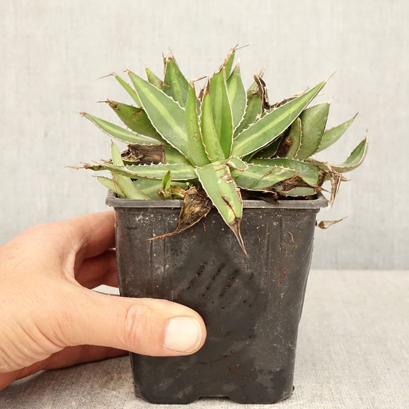 Esimerkki keväällä toimitetusta Agaave - Agave lophantha Ruukku 12 cm / 13 cm-taimesta