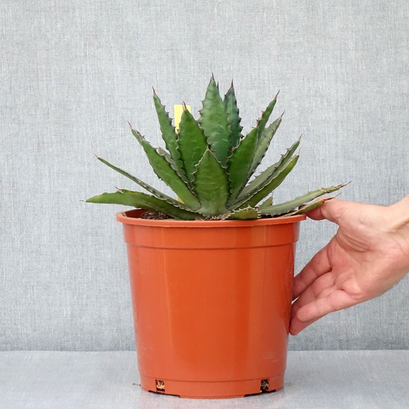Esimerkki kesällä toimitetusta Agaave - Agave lophantha Ruukku 4L / 5L-taimesta