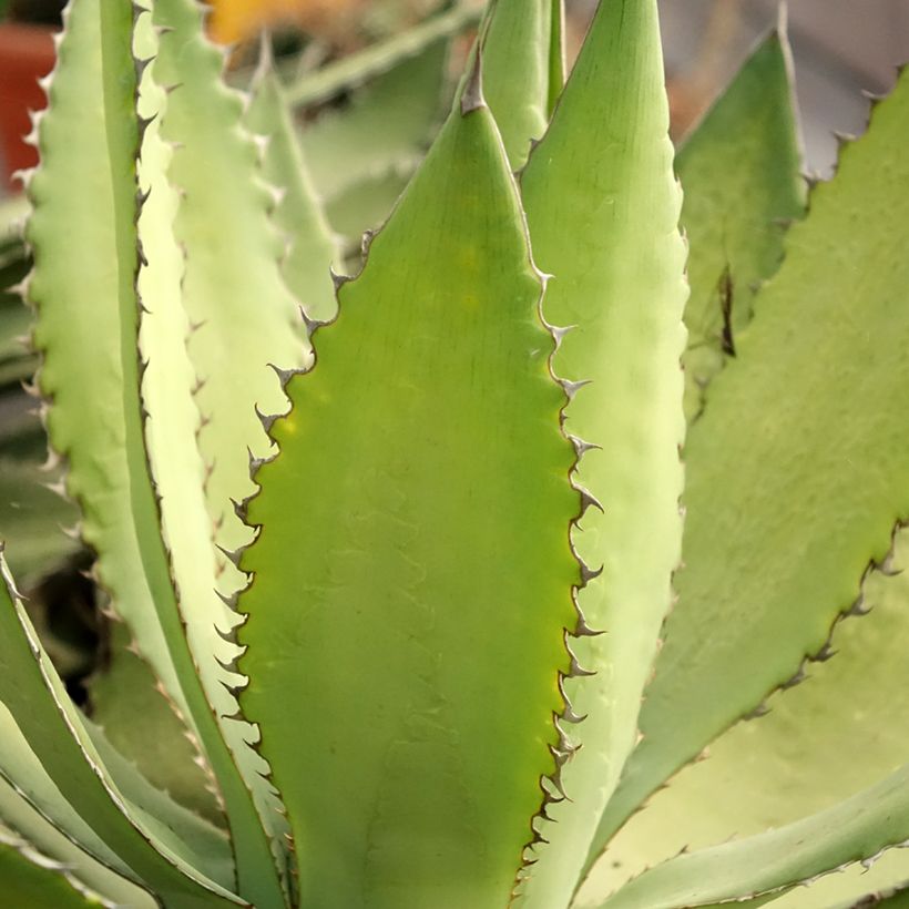 Agaave Ensifera (Lehvistö)