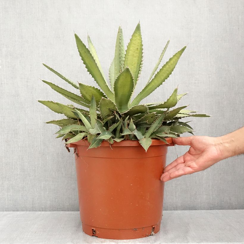 Esimerkki kesällä toimitetusta Agaave Ensifera Pot de 12L/15L-taimesta