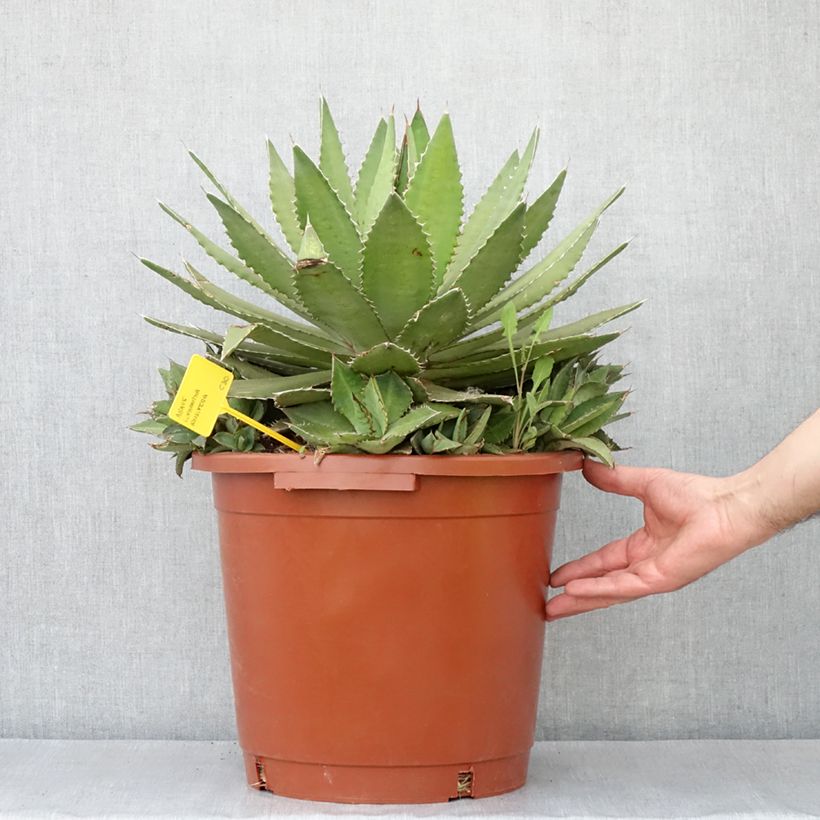 Esimerkki kesällä toimitetusta Agave lophantha Ensifera Pot de 12L/15L, 35/40 diamètre-taimesta