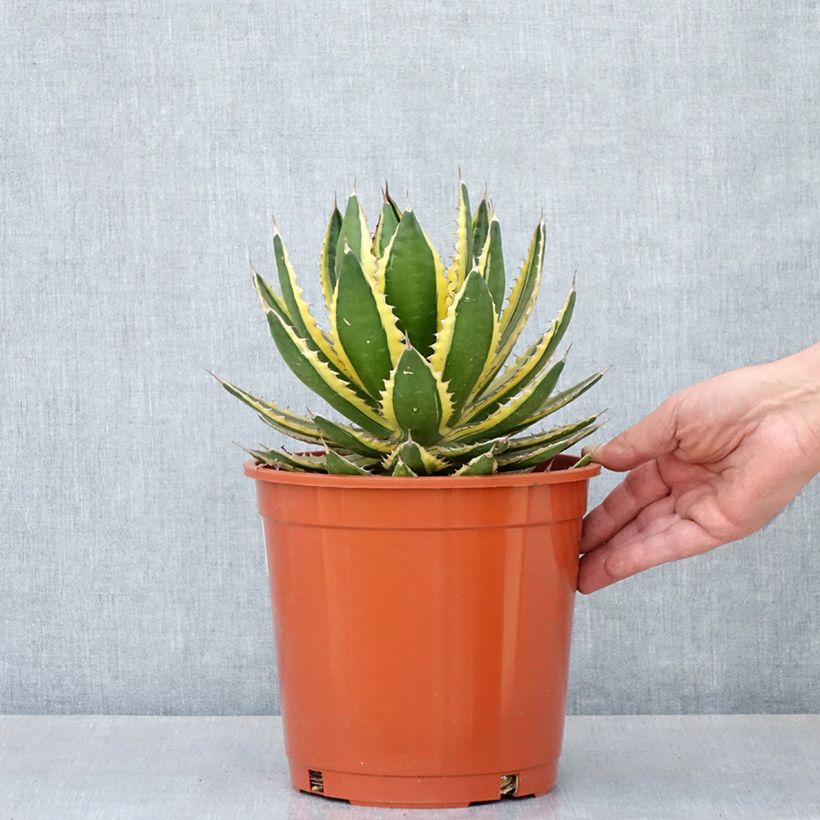 Esimerkki keväällä toimitetusta Agaave Quadricolor Ruukku 3L / 4L-taimesta