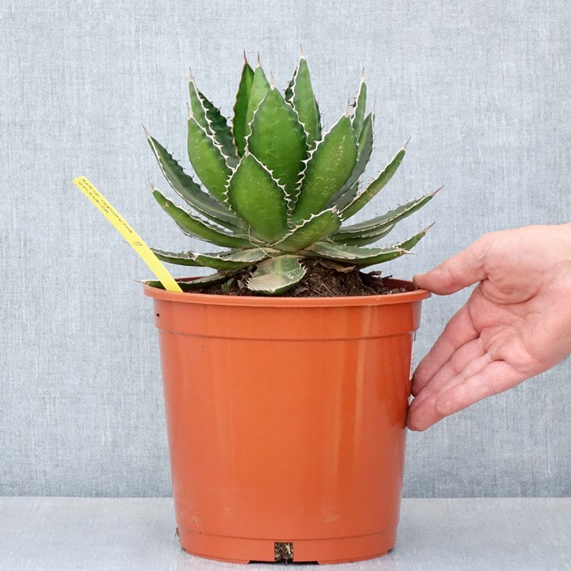 Esimerkki keväällä toimitetusta Agaave Splendida Pot de 3L/4L-taimesta