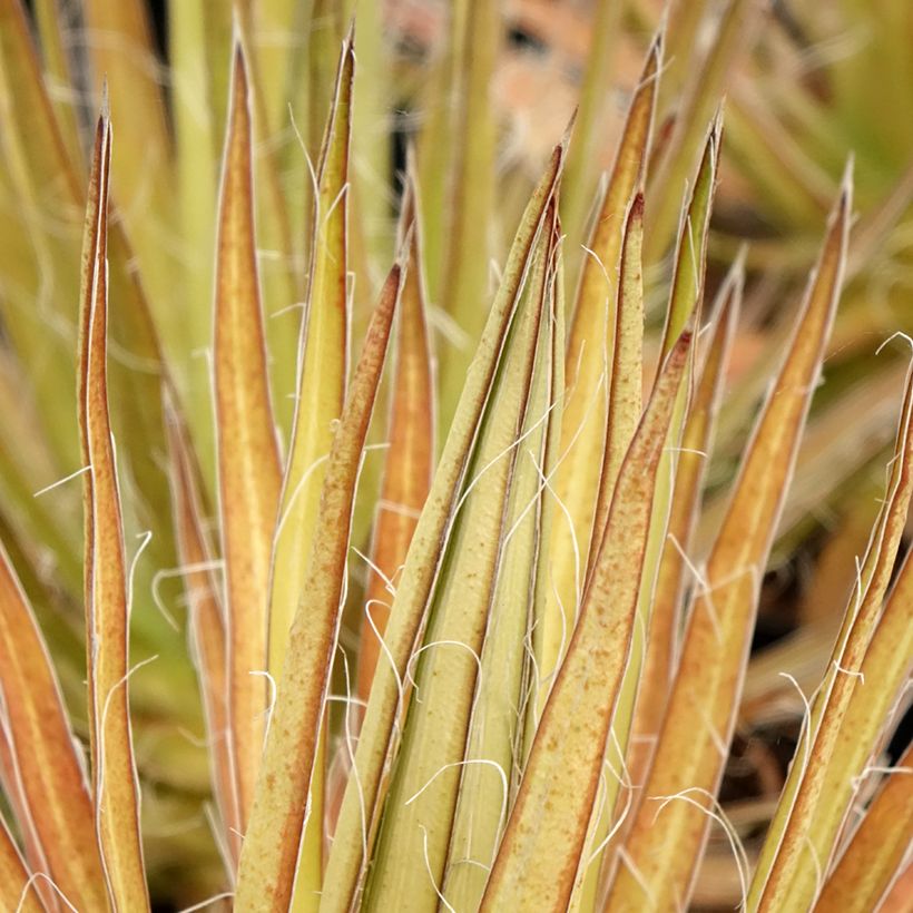 Agaave - Agave multifilifera (Lehvistö)