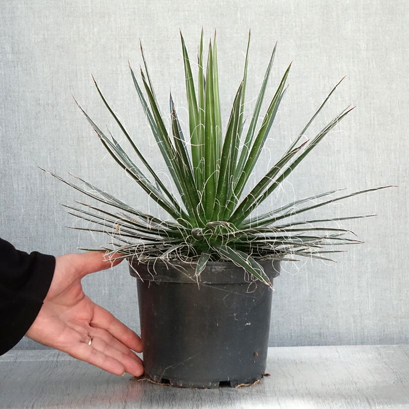 Esimerkki syksyllä toimitetusta Agaave - Agave multifilifera 3 litran/4 litran ruukku-taimesta
