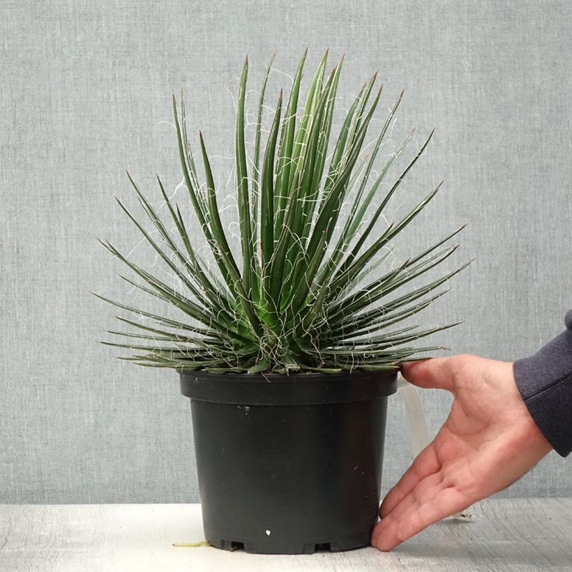 Esimerkki kesällä toimitetusta Agaave - Agave multifilifera Pot de 3L/4L-taimesta