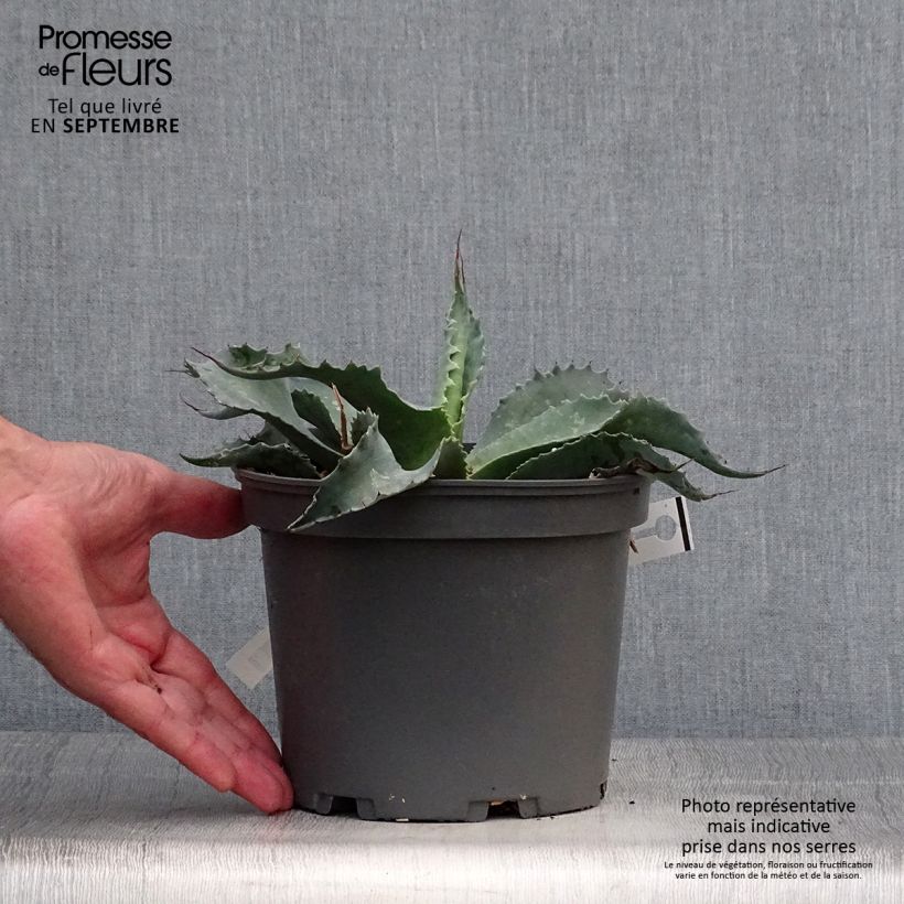 Esimerkki syksyllä toimitetusta Agaave - Agave ovatifolia 3 litran/4 litran ruukku-taimesta