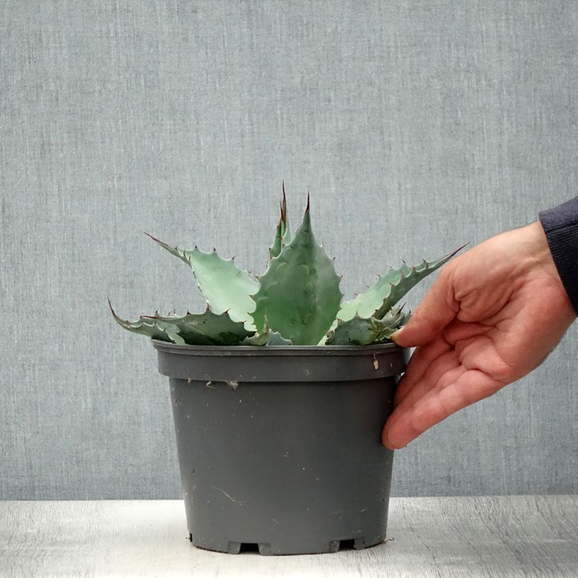Esimerkki kesällä toimitetusta Agaave - Agave ovatifolia Pot de 3L/4L-taimesta