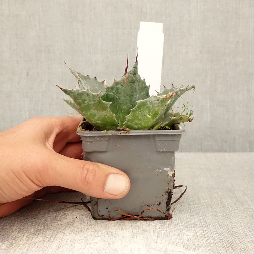 Esimerkki keväällä toimitetusta Hammasagaave - Agave parrasana 8/9 cm taimiruukku-taimesta