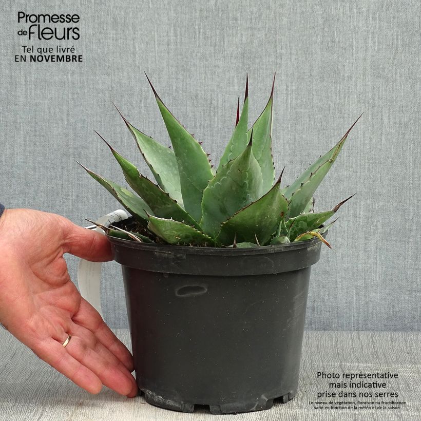 Esimerkki syksyllä toimitetusta Hammasagaave - Agave parrasana 3 litran/4 litran ruukku-taimesta