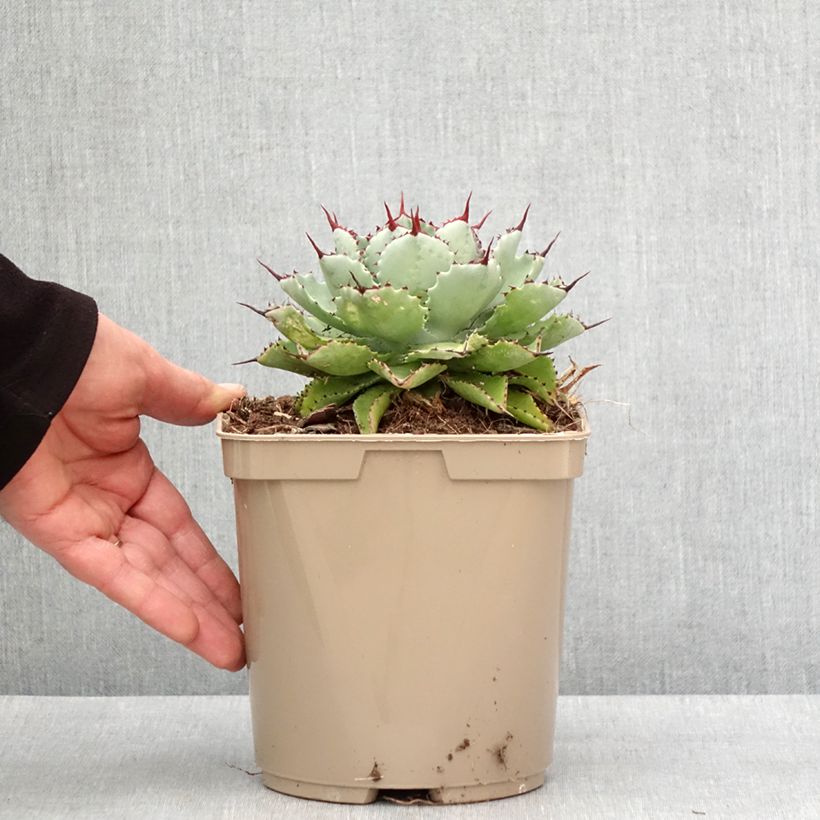 Esimerkki talvella toimitetusta Agave potatorum Kichiokan Pot de 3L/4L-taimesta