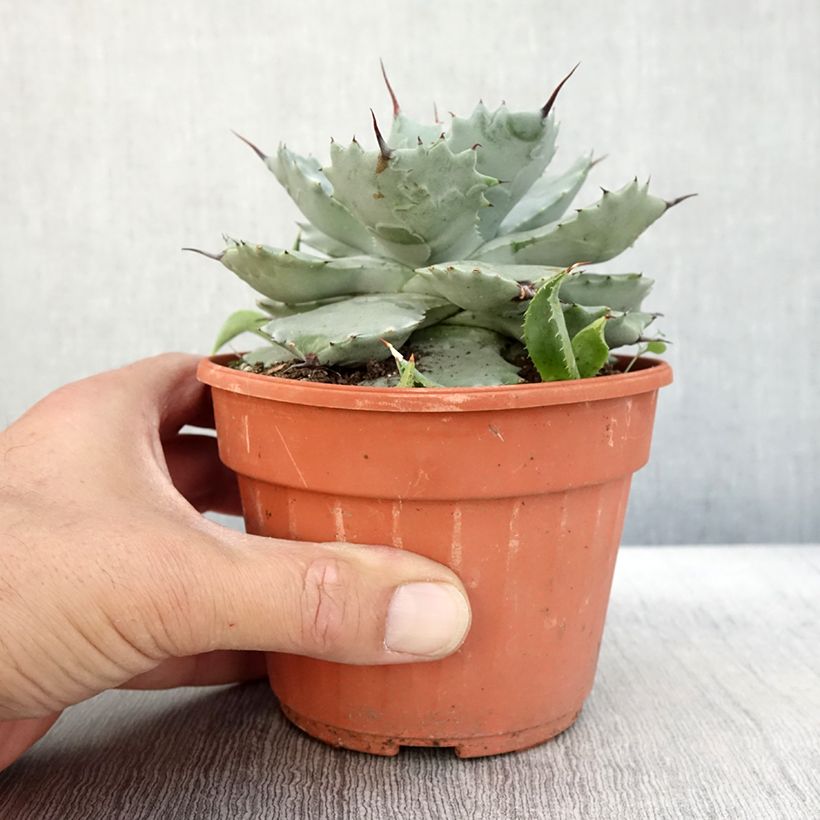 Esimerkki syksyllä toimitetusta Agave potatorum Pot de 2L/3L-taimesta