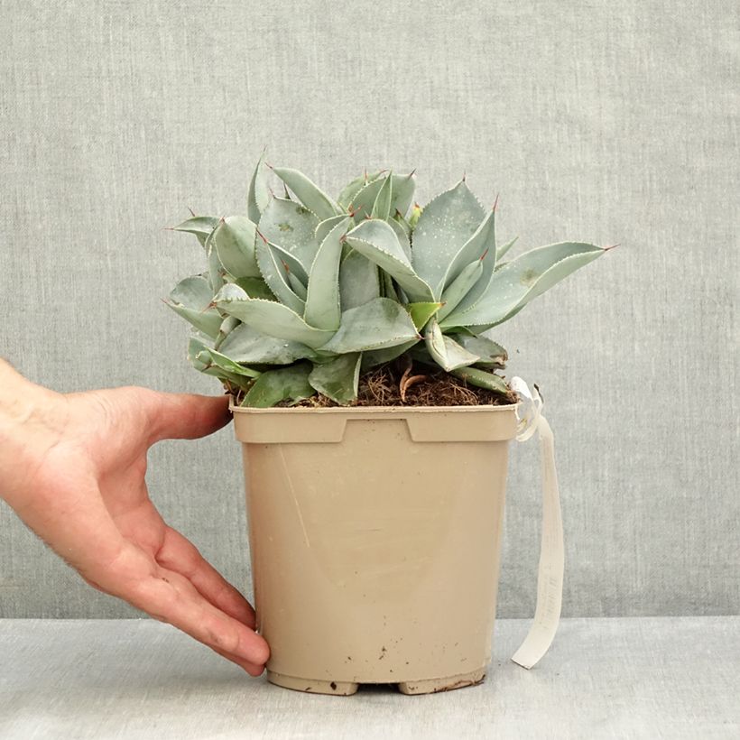 Esimerkki kesällä toimitetusta Agaave Dragon Toes Pot de 3L/4L-taimesta