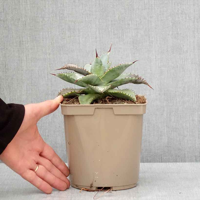 Esimerkki talvella toimitetusta Agave pygmae Dragon Toes Pot de 3L/4L-taimesta